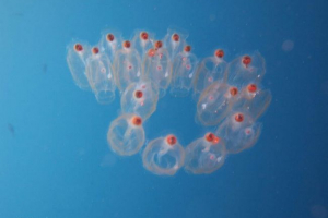 Salps - tajanstvene podvodne lanterne Salps - tajanstvene podvodne lanterne